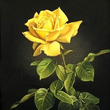 Оригинал схемы вышивки «жёлтая роза» (№604141)