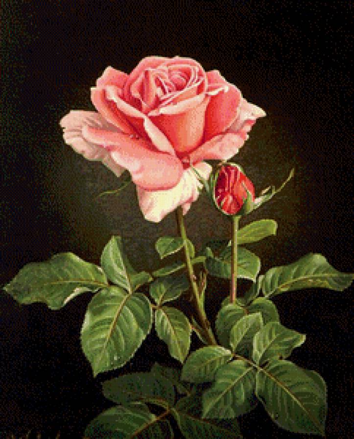 розовая роза - картина цветы - предпросмотр