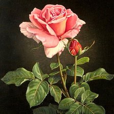 Оригинал схемы вышивки «розовая роза» (№604142)