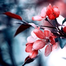 Схема вышивки «цветы»