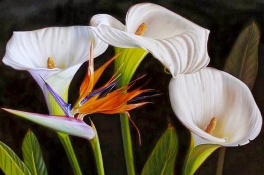 калы - картина цветы - оригинал