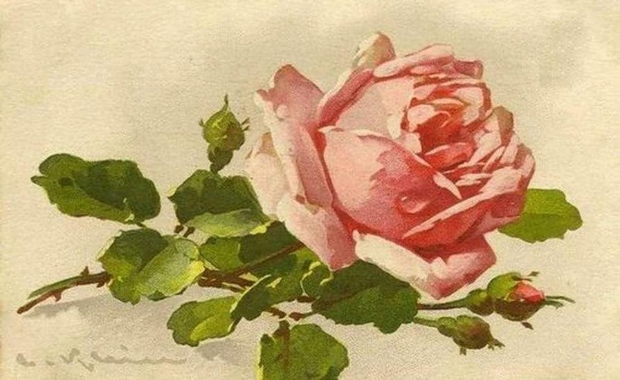 Розовая роза - оригинал