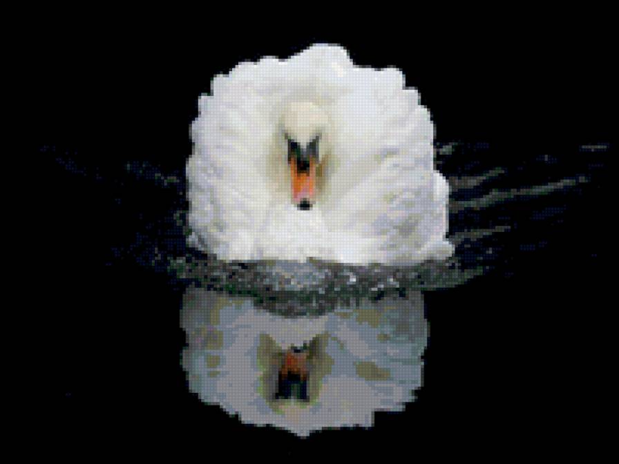 Лебедь - лебедь, птицы - предпросмотр