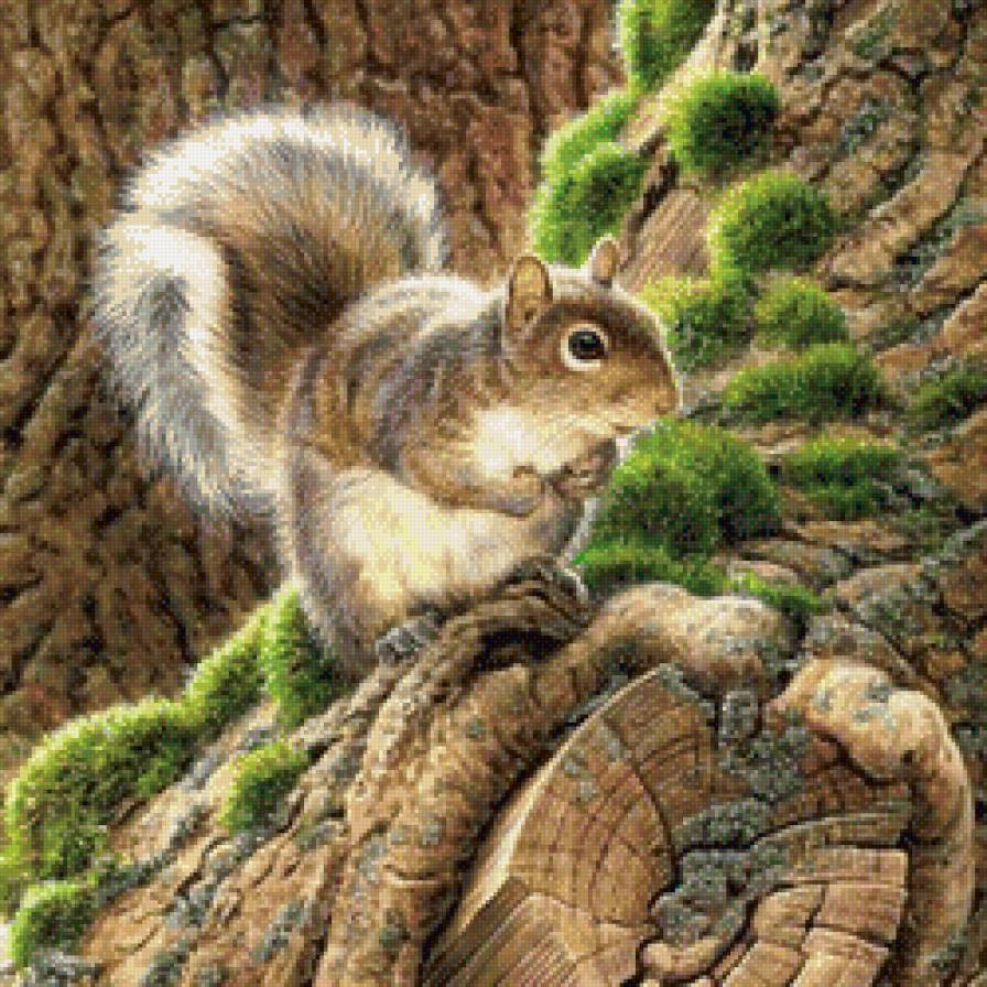 №604458 - белка, животные - предпросмотр