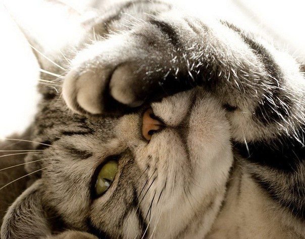 киса - животные - оригинал