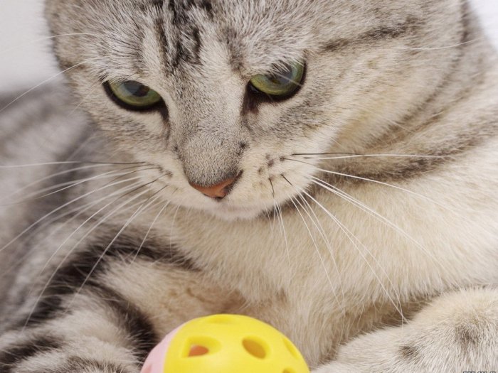 киса - животные - оригинал