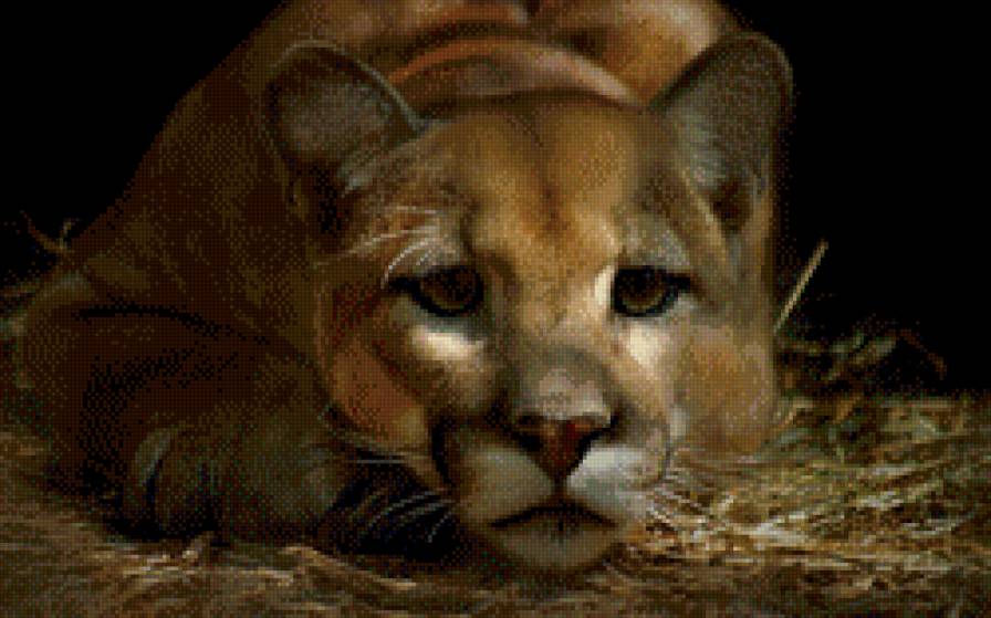 киса - предпросмотр