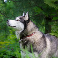 Схема вышивки «волк»