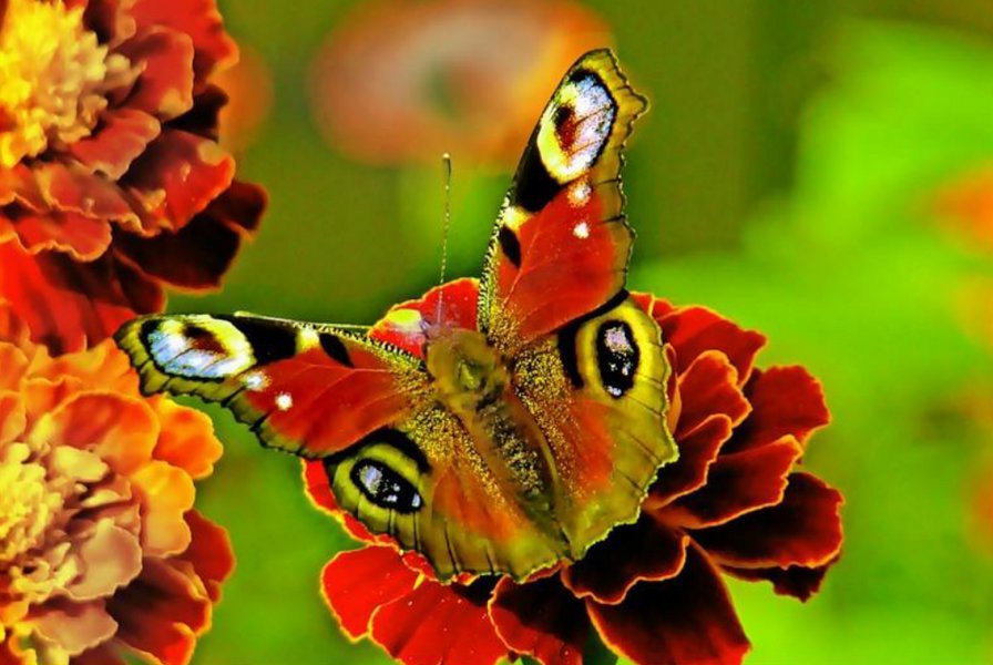 бабочка - цветы, бабочка, природа, цвет - оригинал