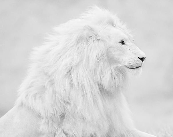 белый лев монохром - лев, звери, животные, царь, монохром - оригинал