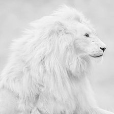 Оригинал схемы вышивки «белый лев монохром» (№604964)