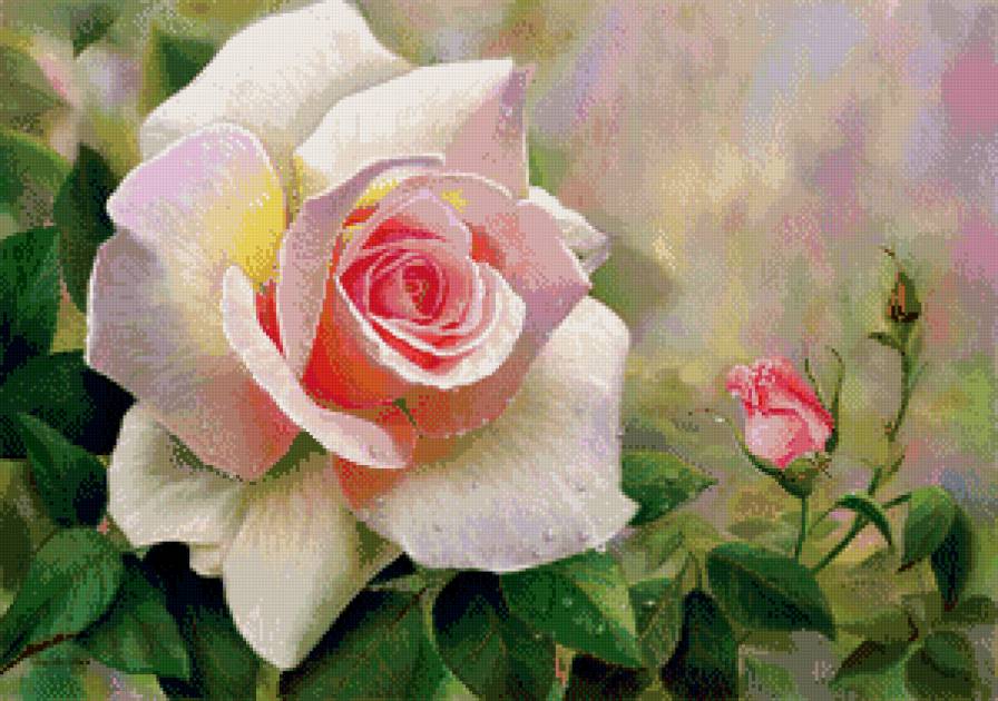 Роза - цветі, роза - предпросмотр