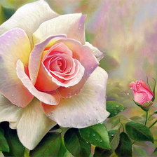 Схема вышивки «Роза»