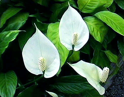 Женское счастье - цветы - оригинал