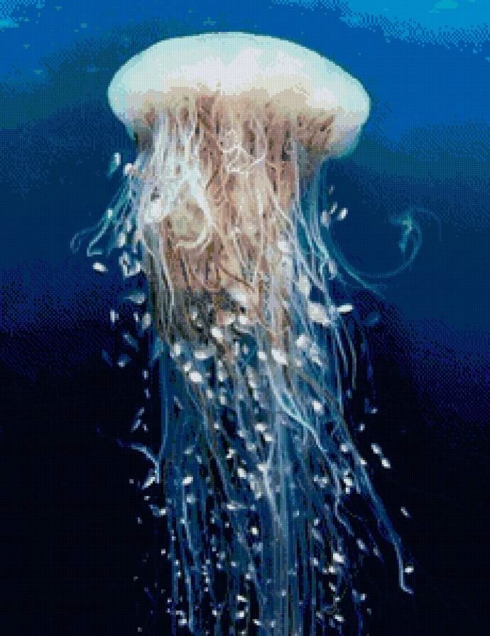 Медуза - морские живтные, медуза - предпросмотр