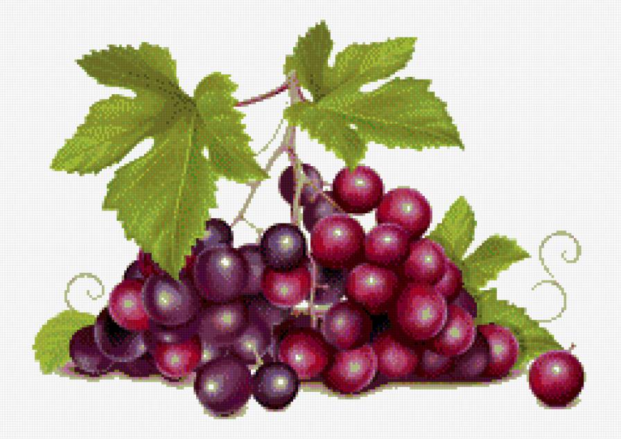 Виноградная гроздь - фрукты, натюрморт, виноград, ягоды - предпросмотр