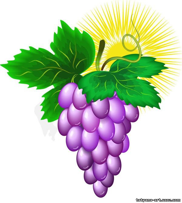 Виноградная гроздь - фрукты, натюрморт, ягоды, виноград - оригинал