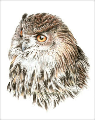 Сова - сова, птицы - оригинал