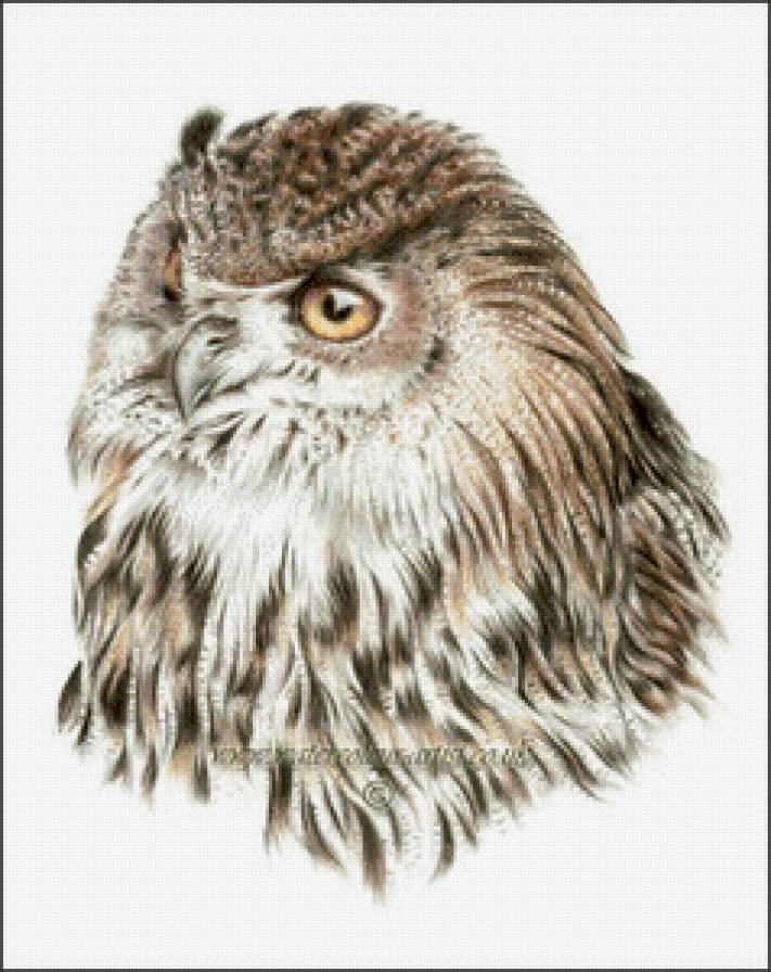 Сова - сова, птицы - предпросмотр
