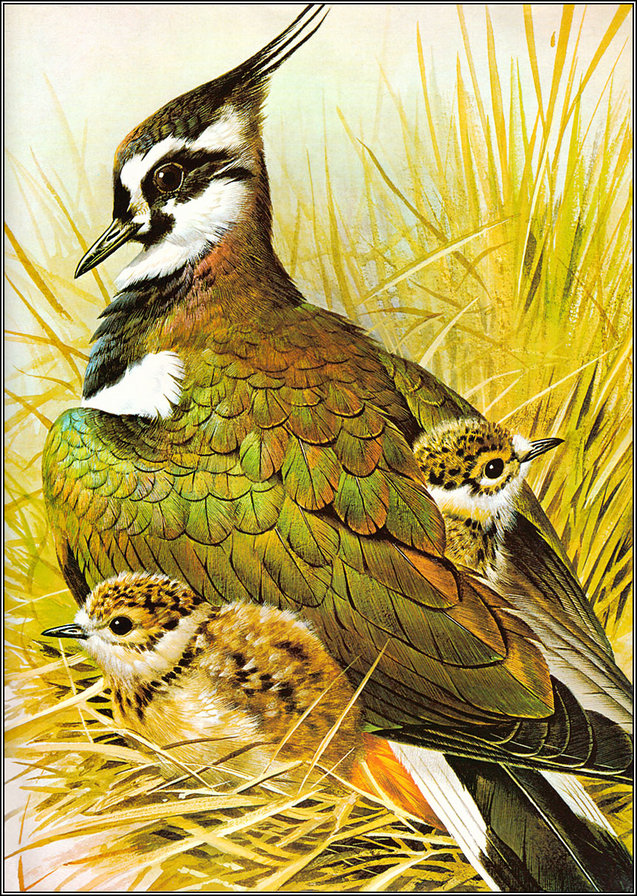 Птичка с птенцами - птицы - оригинал