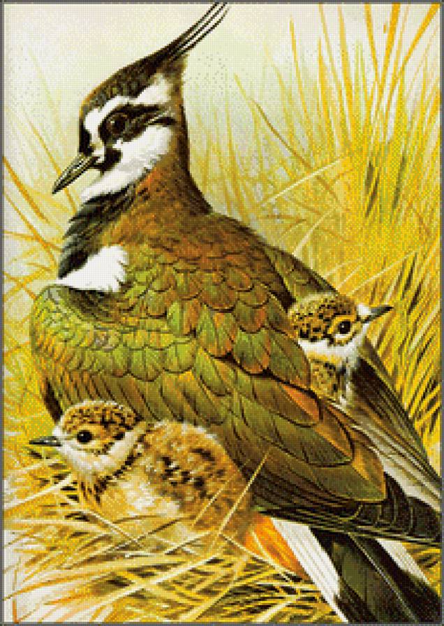 Птичка с птенцами - птицы - предпросмотр