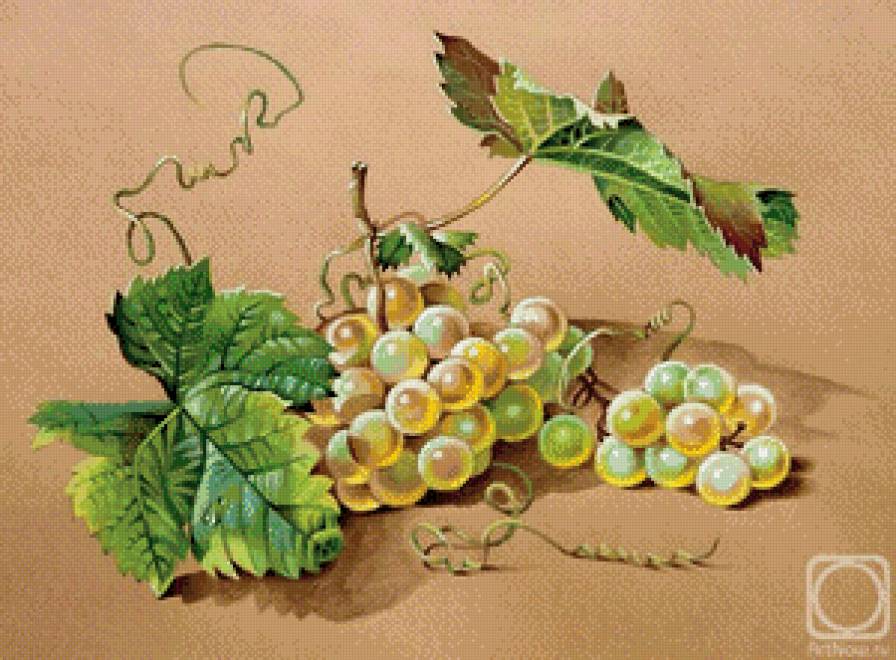 виноград - картина - предпросмотр