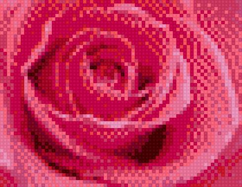 Роза - розовый, нежный, цветы, роза - предпросмотр