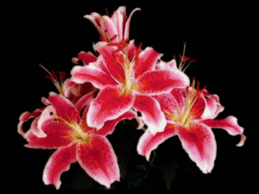 Из цикла Лилии. - предпросмотр