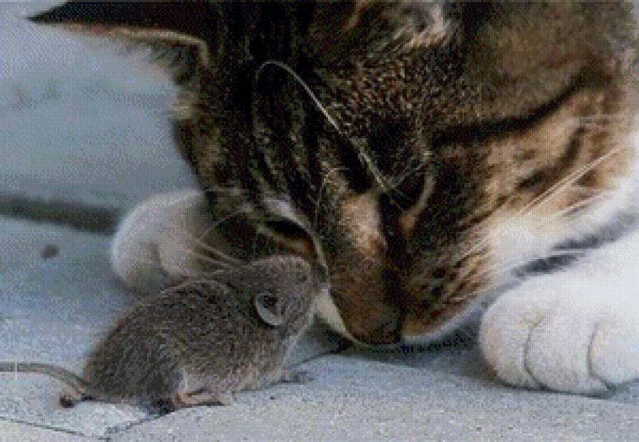 Кошки-мышки. - предпросмотр