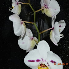 Схема вышивки «моя орхидея»