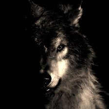 Схема вышивки «Волк в темноте»