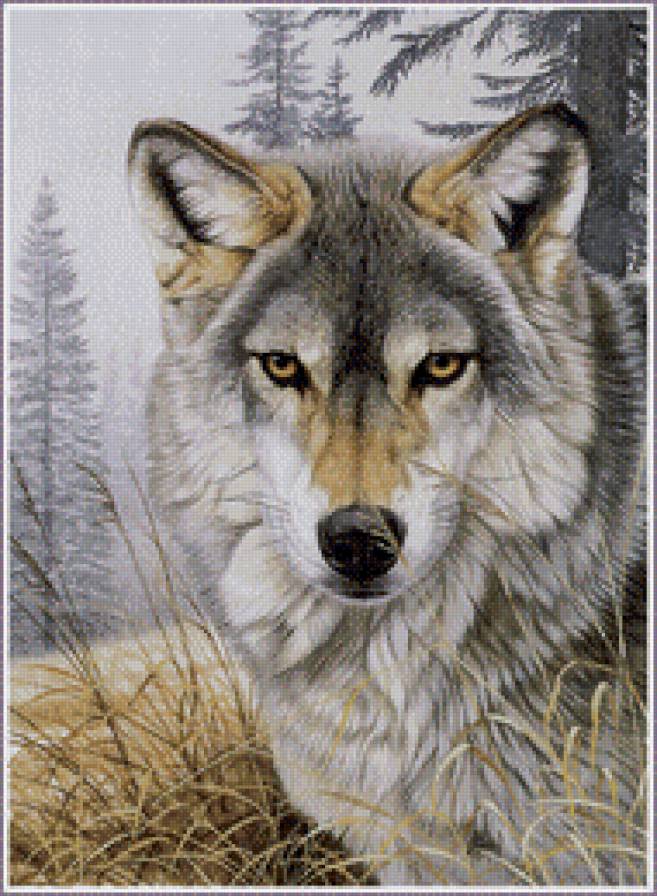 Волк в лесу - волк, в_лесу, крупным_планом - предпросмотр