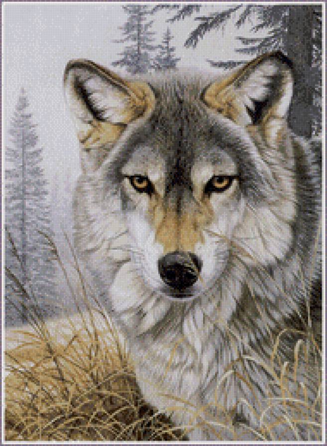 Волк в лесу 2 - волк, в_лесу, крупным_планом - предпросмотр