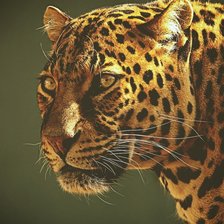 Оригинал схемы вышивки «leopard» (№605985)