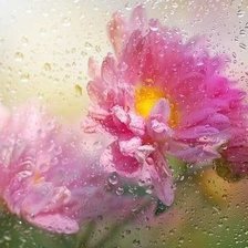 Схема вышивки «Капли на стекле»