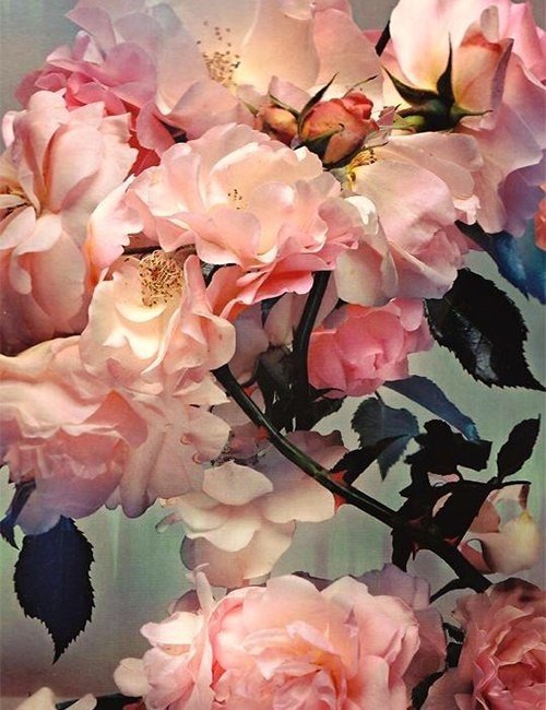 Розы - цветы, розы - оригинал