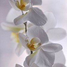 Оригинал схемы вышивки «Белые орхидеи» (№606119)