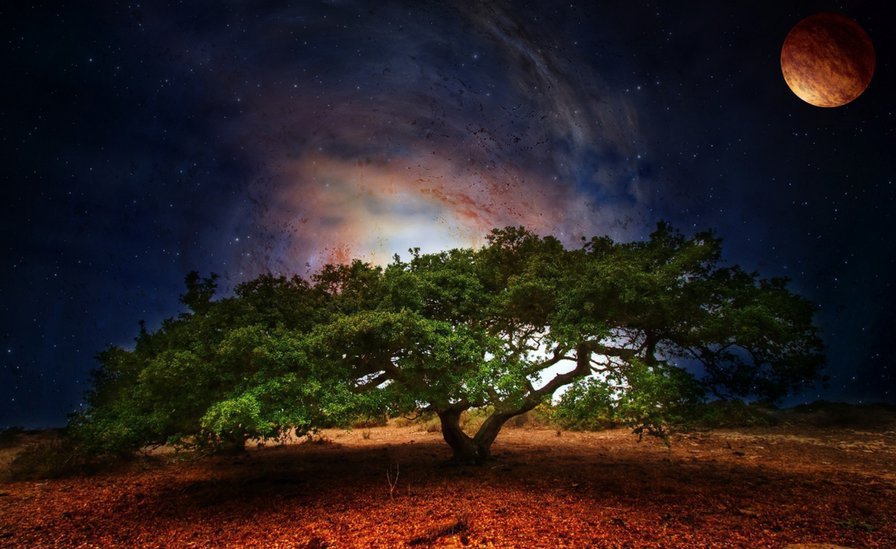 Одинокое дерево - дерево, ночь, луна - оригинал
