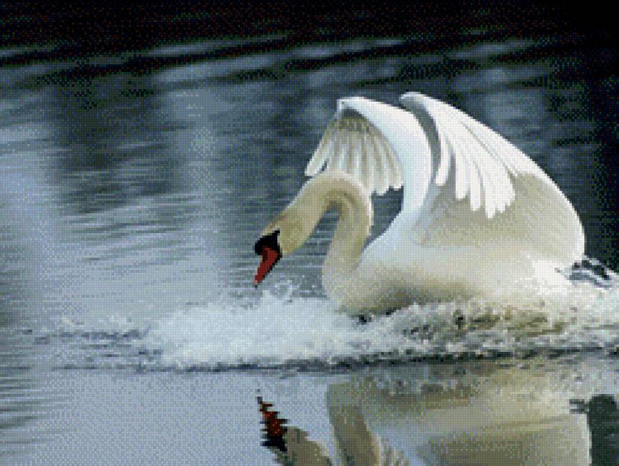 лебедь - озеро птица лебедь - предпросмотр