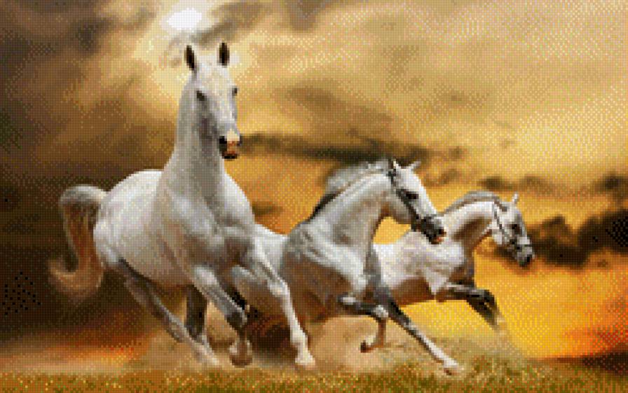 три белых коня - лошади, животные - предпросмотр