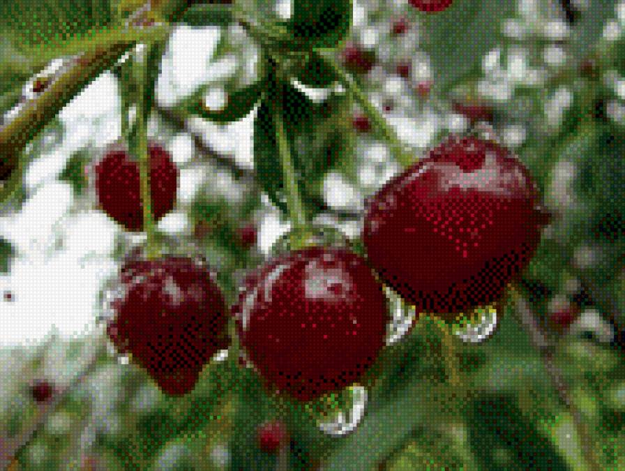 вишенки - предпросмотр