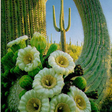 Схема вышивки «когда кактусы цветут»