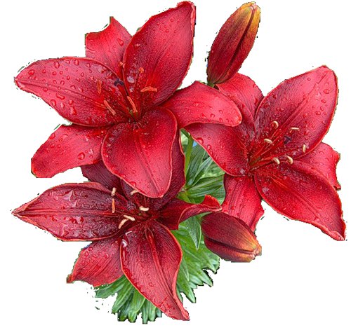 серия "подушки" - подушка.лилии - оригинал