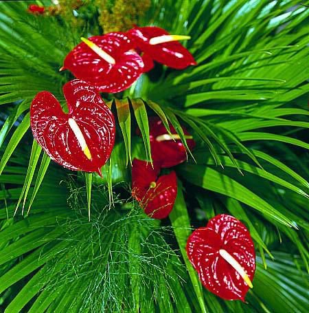 серия "подушки" - подушка.цветы. - оригинал