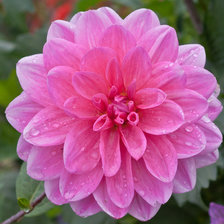 Схема вышивки «серия "подушки"»