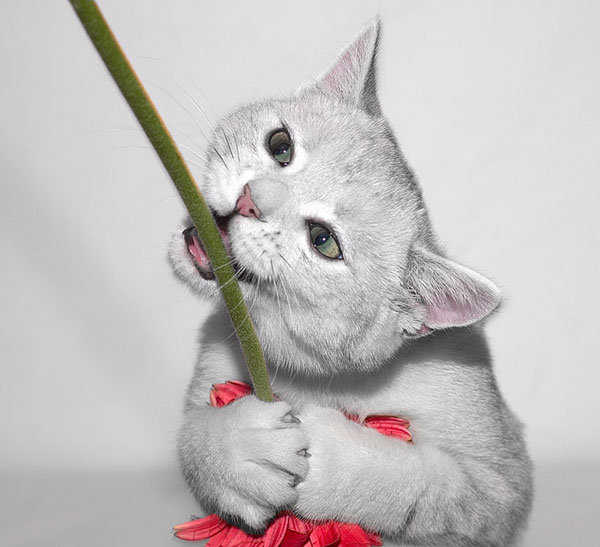 Котенька 3 - оригинал