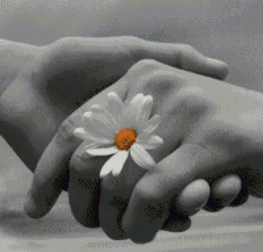 рукопожатие - цветы, черно белое, ромашка, цвет - предпросмотр