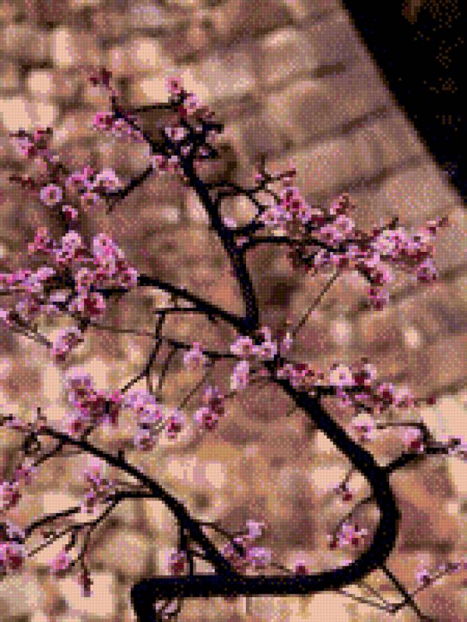 Сакура - цветы, природа, весна - предпросмотр