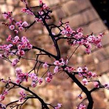 Схема вышивки «Сакура»