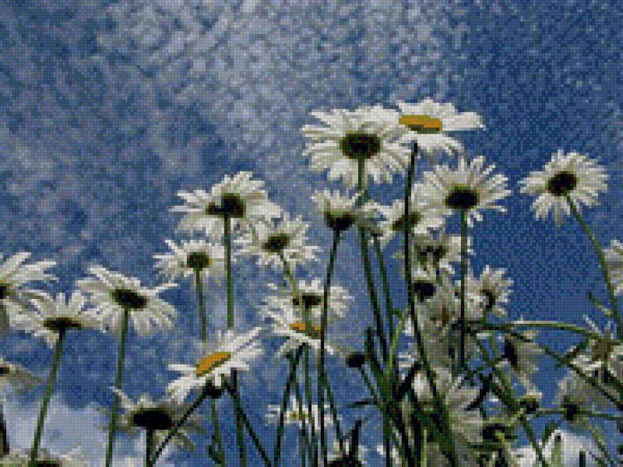 в небо - небо цветы ромашки природа - предпросмотр